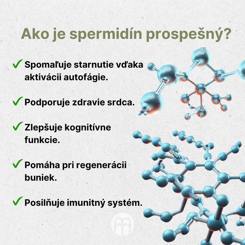 (Slovenčina) Jak je spermidin prospěšný